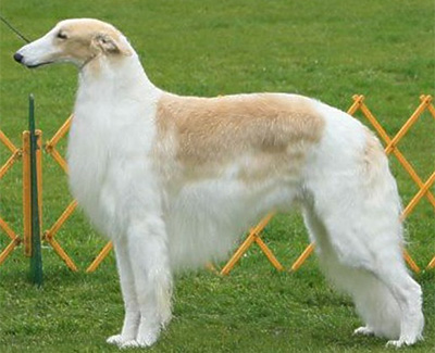 Top Best of Opposite Sex Borzoi 2015